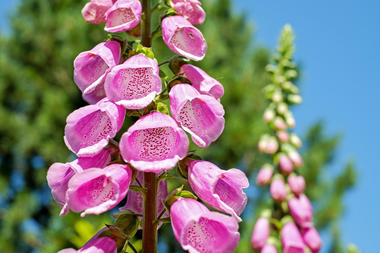 Verticale tuin met kleurrijke planten op balkon. Verticale tuin met kleurrijke planten op balkon.