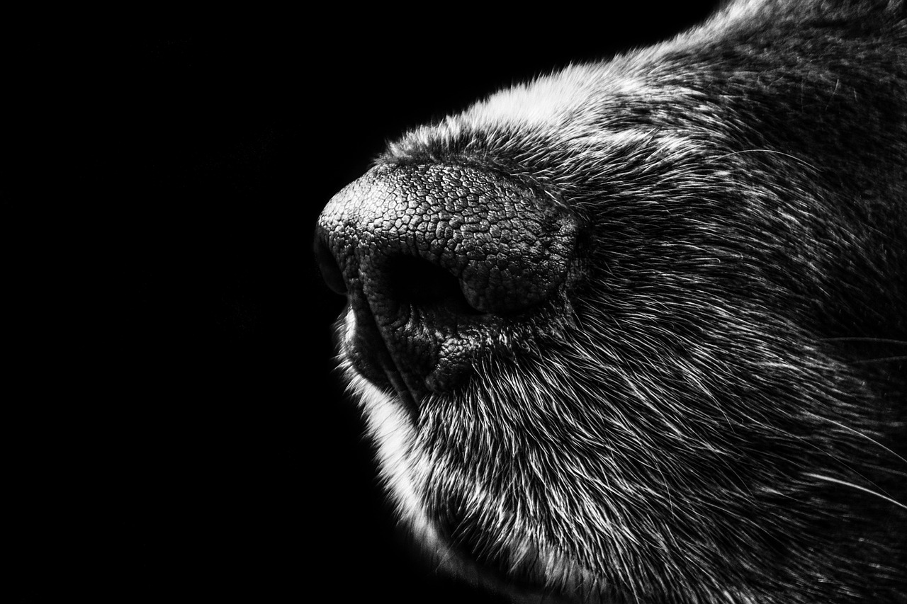 Monochroom portret gefotografeerd met nieuwe technieken. Monochroom portret gefotografeerd met nieuwe technieken.