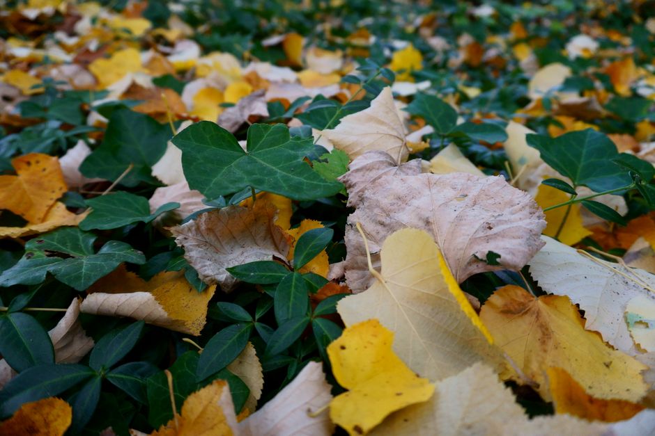 Bloembollen planten met schep in herfsttuin. Bloembollen planten met schep in herfsttuin.