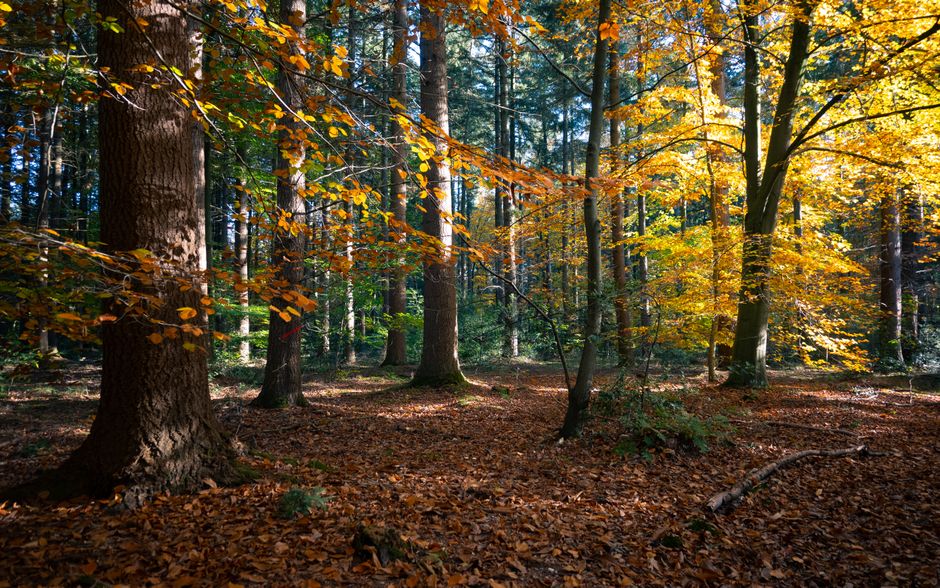 Mandjes gevuld met herfstaccessoires in kast.