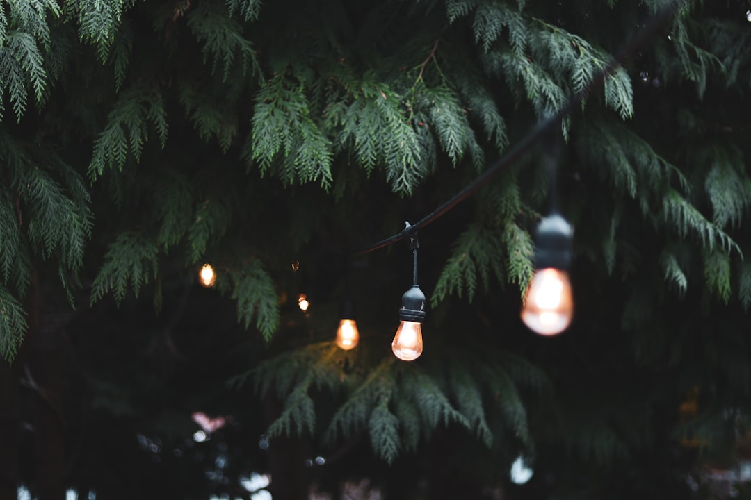 LED-tuinlampen met zonne-energie in de schemering LED-tuinlampen met zonne-energie in de schemering