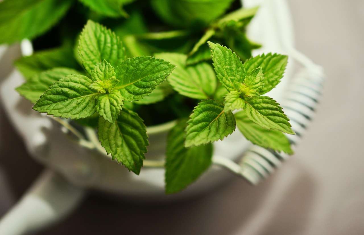 Tuin met mintgroene meubels omringd door lavendelstruiken. Tuin met mintgroene meubels omringd door lavendelstruiken.